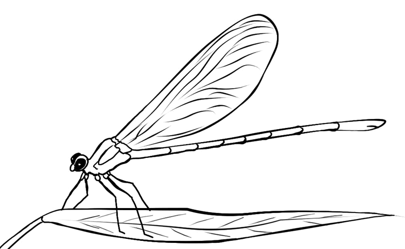 Coloring page: Dragonfly (Animals) #9959 - Free Printable Coloring Pages