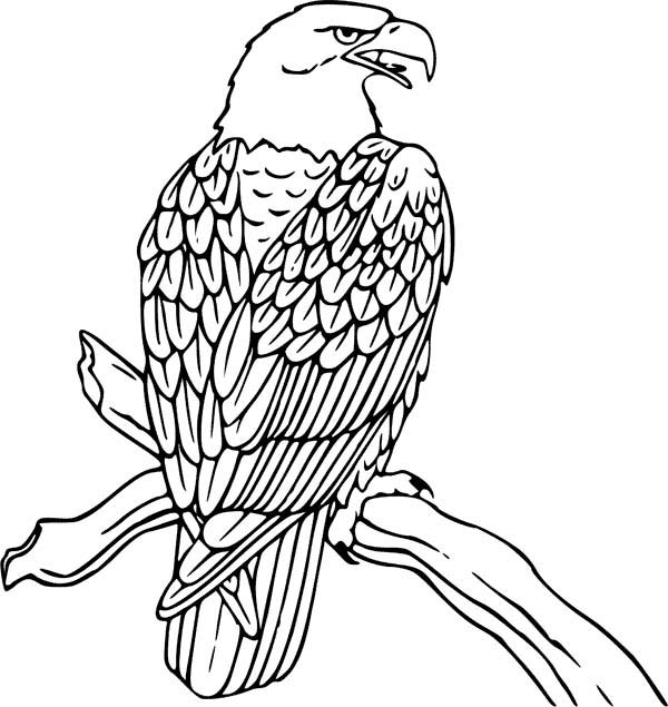 Coloring page: Eagle (Animals) #308 - Free Printable Coloring Pages