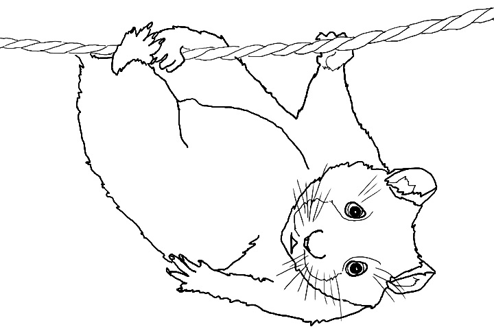 Coloring page: Hamster (Animals) #8083 - Free Printable Coloring Pages