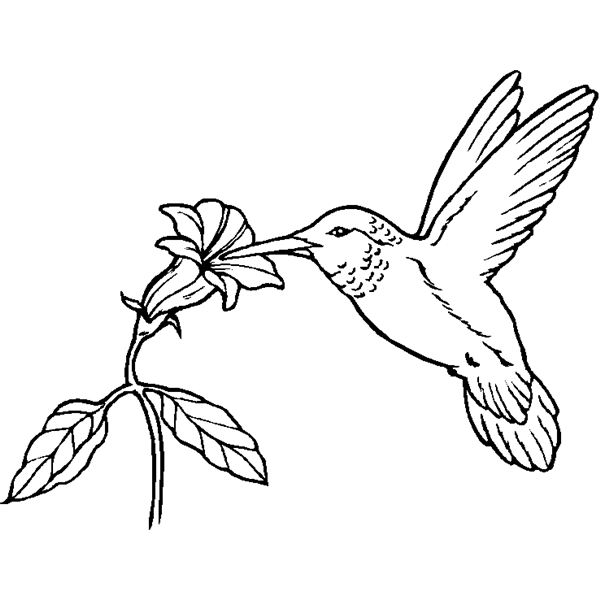 Coloring page: Humming-bird (Animals) #3786 - Free Printable Coloring Pages