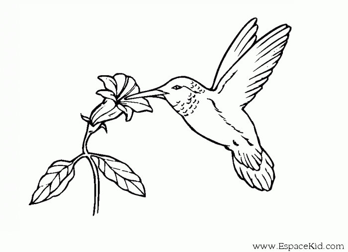 Coloring page: Humming-bird (Animals) #3793 - Free Printable Coloring Pages