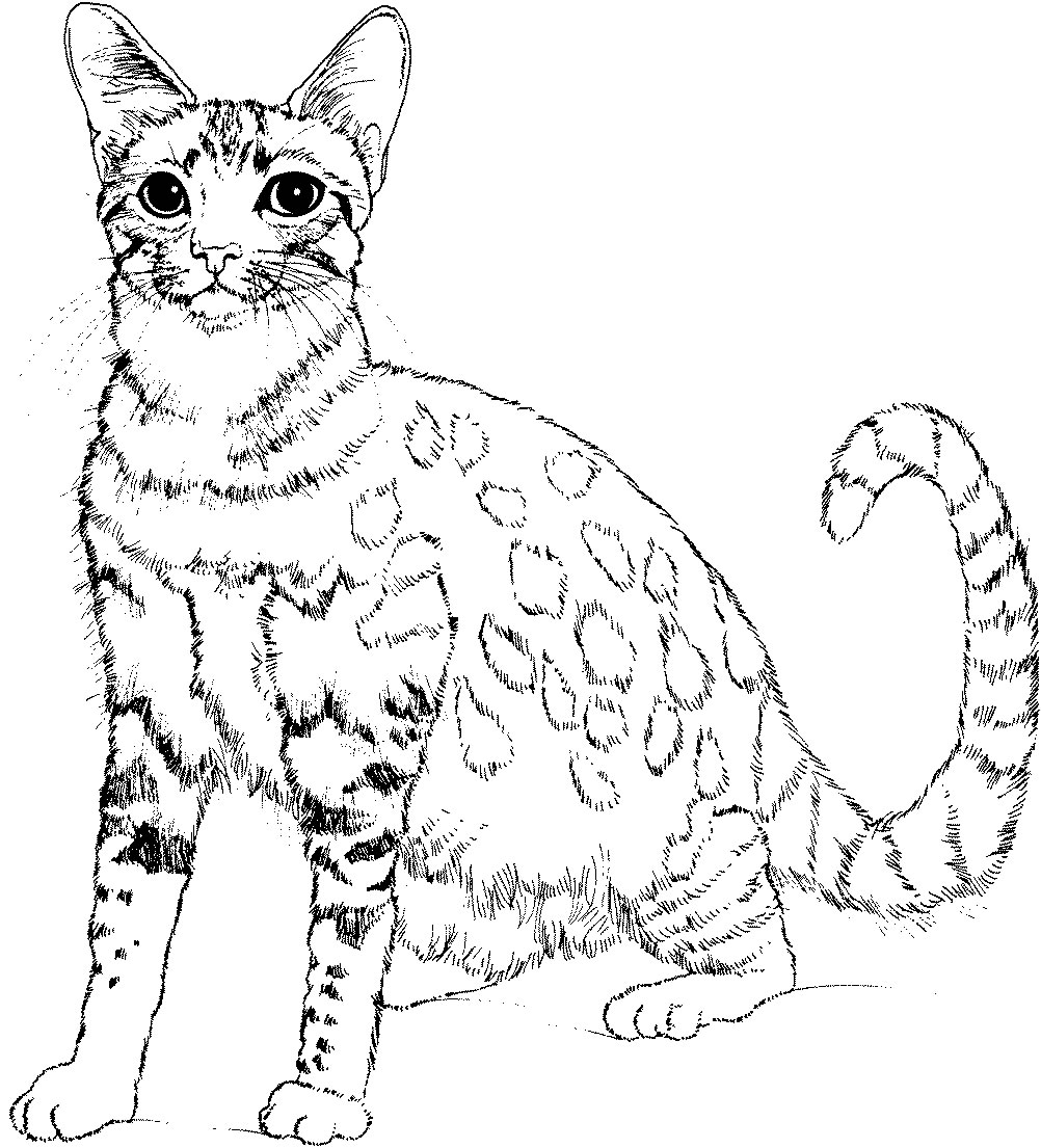 Coloring page: Kitten (Animals) #18096 - Free Printable Coloring Pages