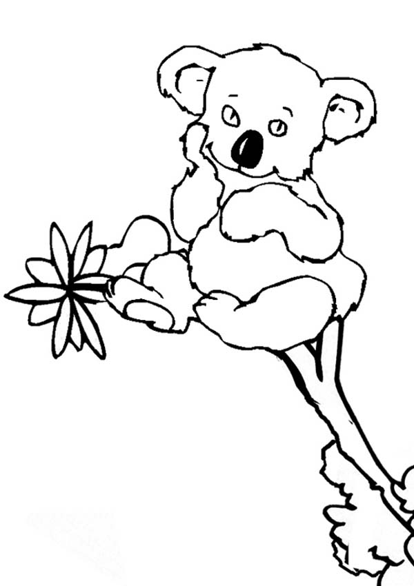 Coloring page: Koala (Animals) #9431 - Free Printable Coloring Pages