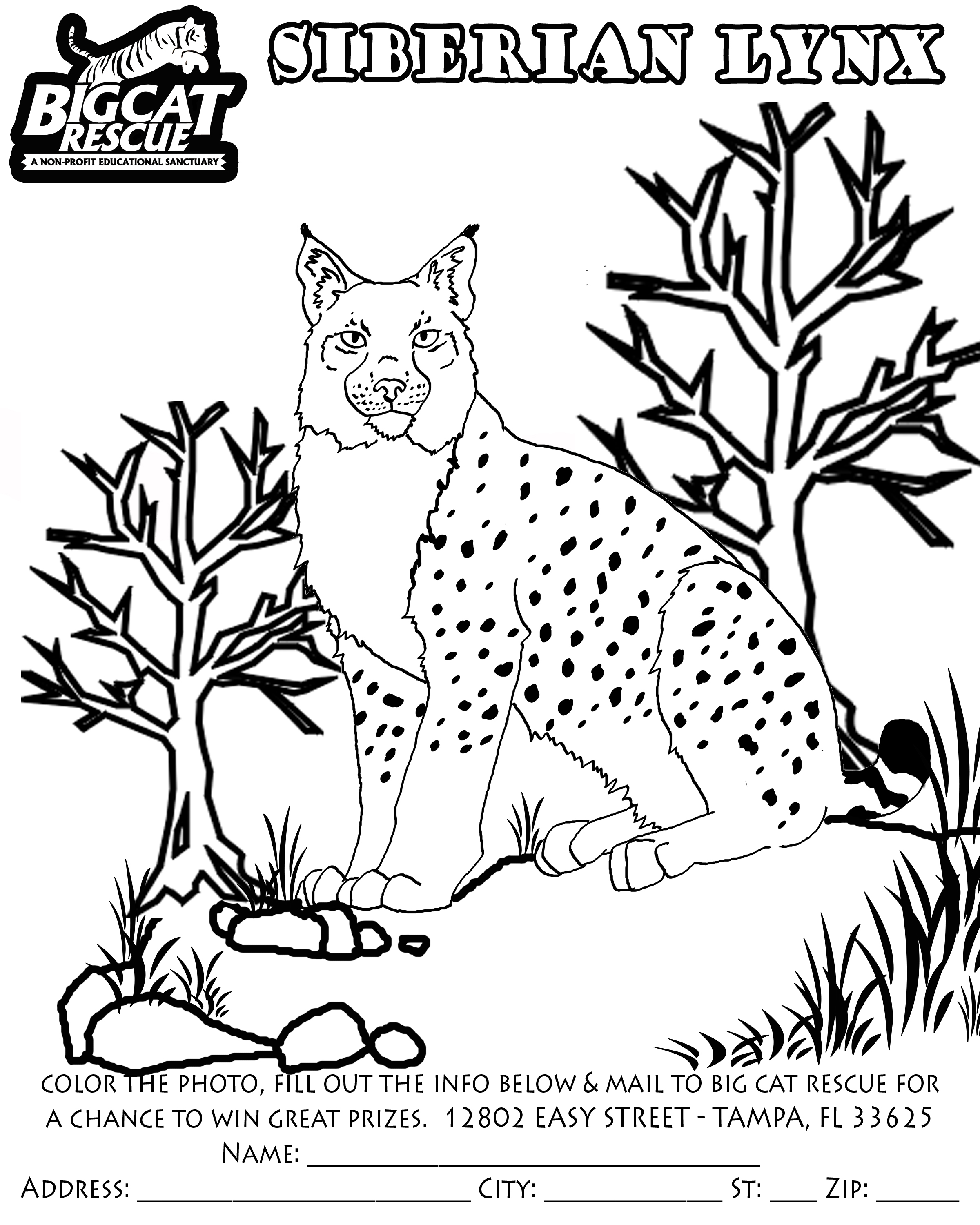Coloring page: Lynx (Animals) #10848 - Free Printable Coloring Pages