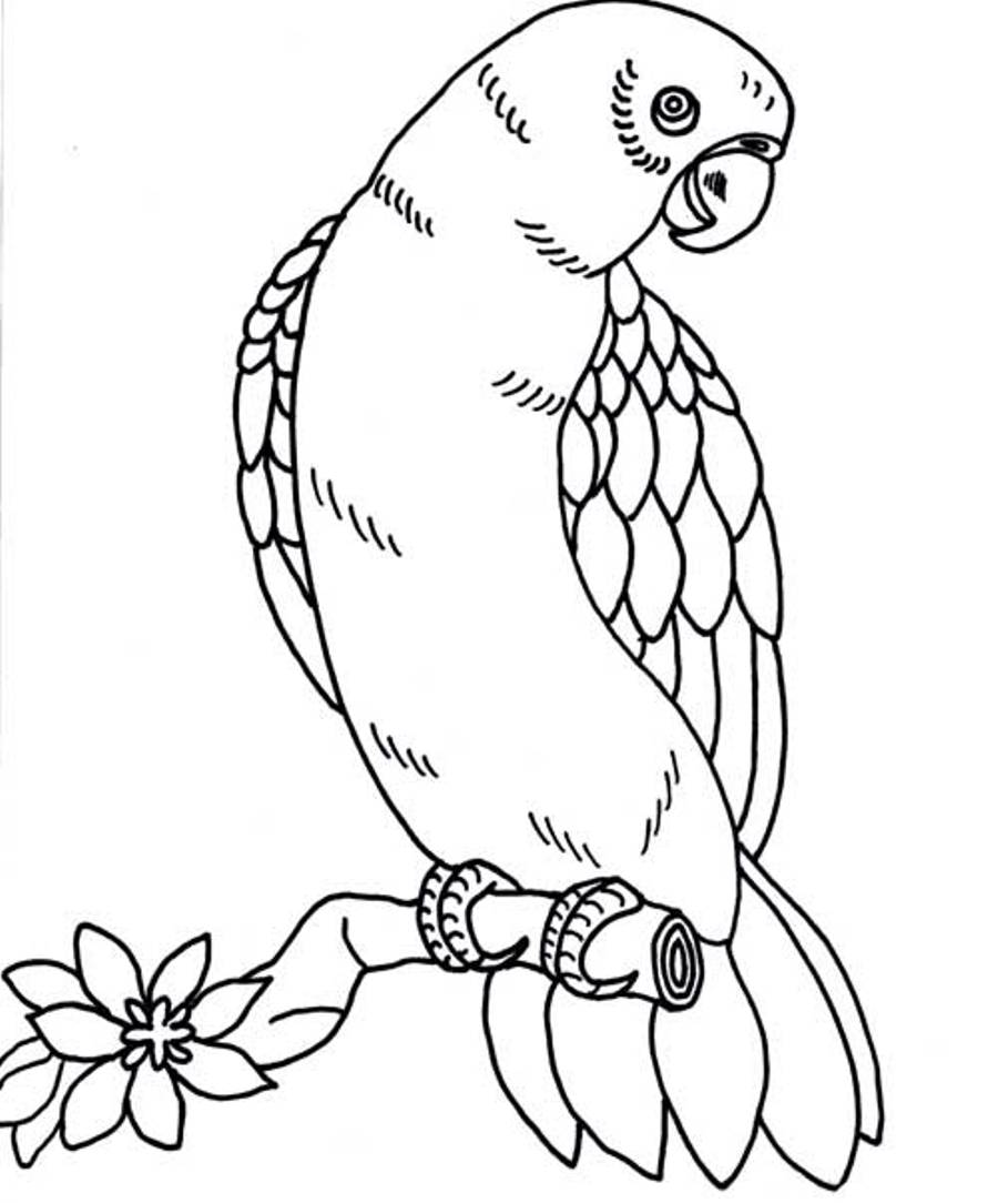 Coloring page: Parrot (Animals) #16225 - Free Printable Coloring Pages