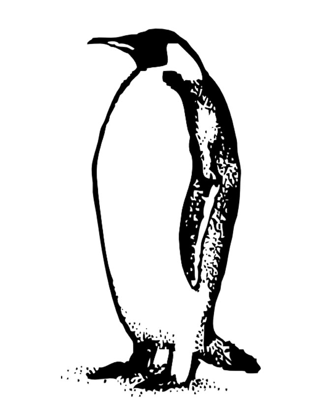 Coloring page: Penguin (Animals) #16905 - Free Printable Coloring Pages