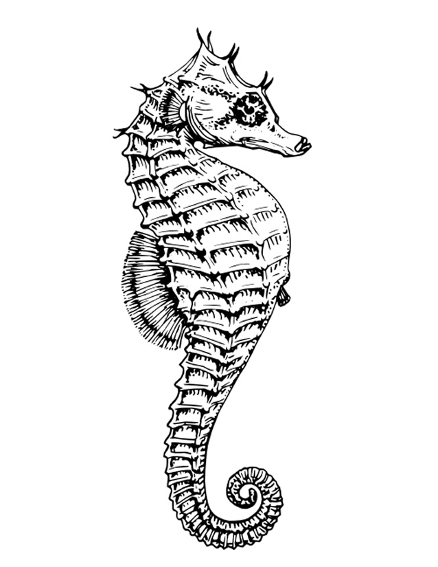 Coloring page: Seahorse (Animals) #18599 - Free Printable Coloring Pages