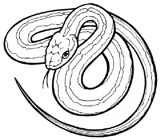 Coloring page: Snake (Animals) #14361 - Free Printable Coloring Pages