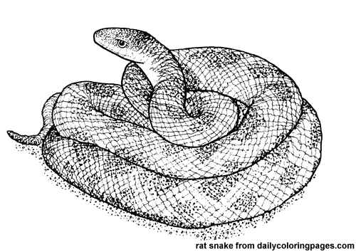 Coloring page: Snake (Animals) #14428 - Free Printable Coloring Pages