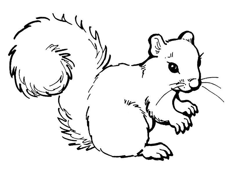 Coloring page: Squirrel (Animals) #6099 - Free Printable Coloring Pages