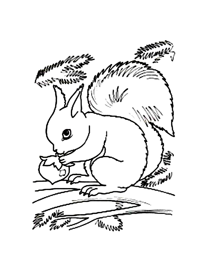 Coloring page: Squirrel (Animals) #6187 - Free Printable Coloring Pages