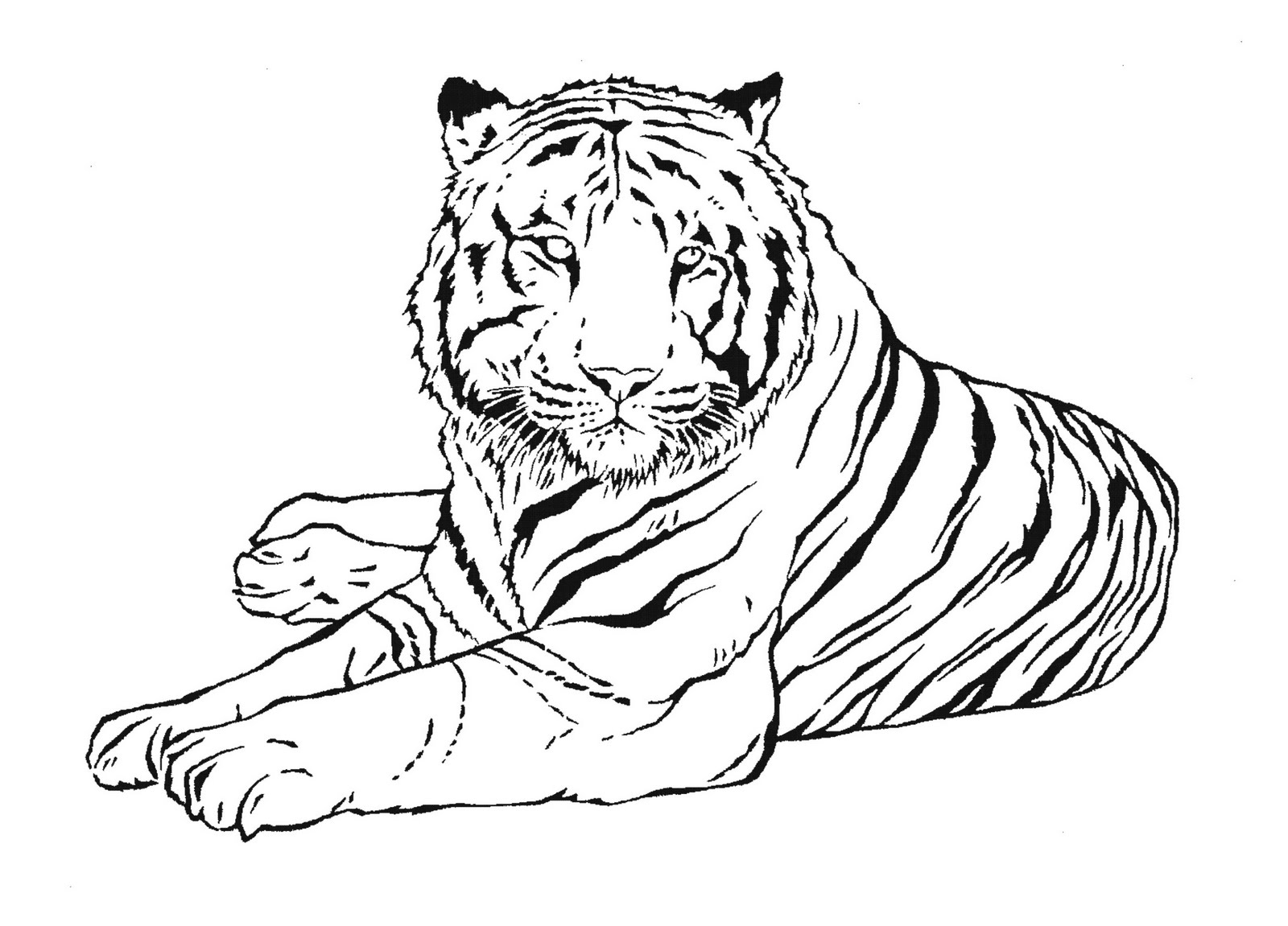 Coloring page: Tiger (Animals) #13601 - Free Printable Coloring Pages