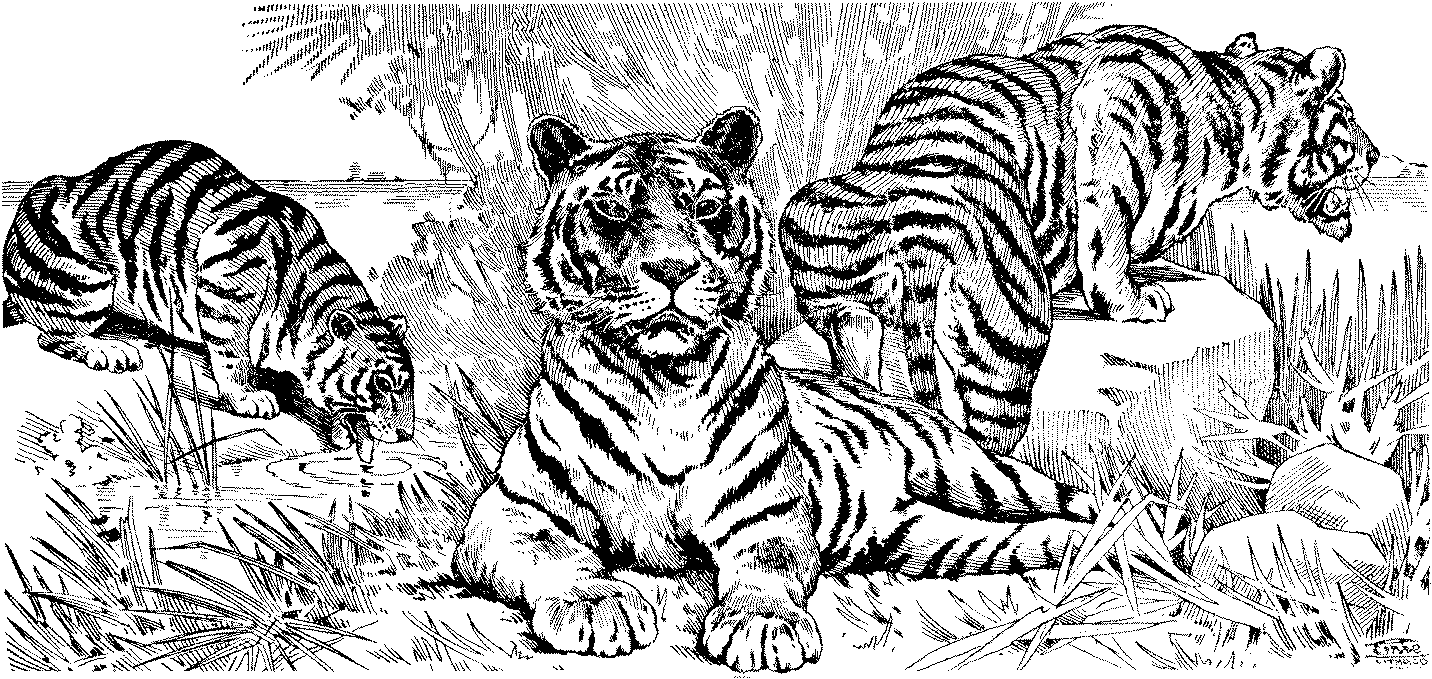 Coloring page: Tiger (Animals) #13691 - Free Printable Coloring Pages
