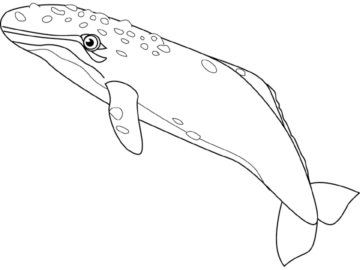 Coloring page: Whale (Animals) #874 - Free Printable Coloring Pages