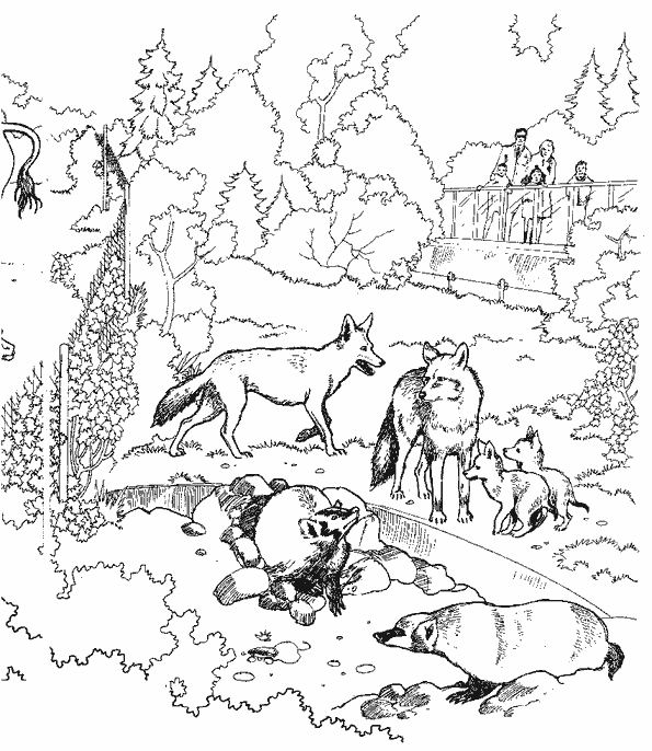 Coloring page: Wolf (Animals) #10540 - Free Printable Coloring Pages