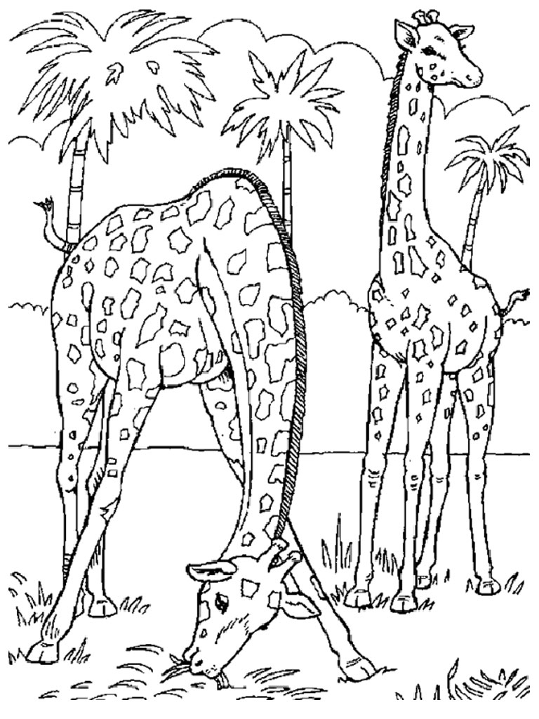 Coloring page: Zoo (Animals) #12703 - Free Printable Coloring Pages