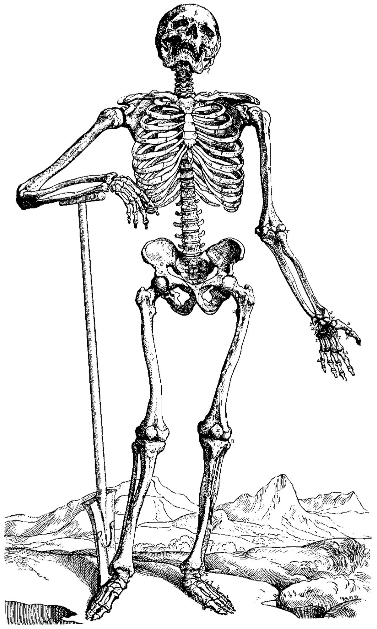 Coloring page: Skeleton (Characters) #147443 - Free Printable Coloring Pages