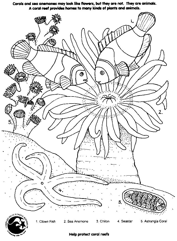 Coloring page: Coral (Nature) #162901 - Free Printable Coloring Pages
