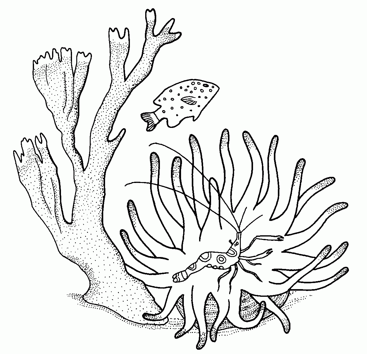 Coloring page: Coral (Nature) #163008 - Free Printable Coloring Pages