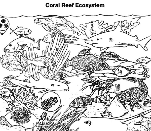 Coloring page: Coral (Nature) #163088 - Free Printable Coloring Pages