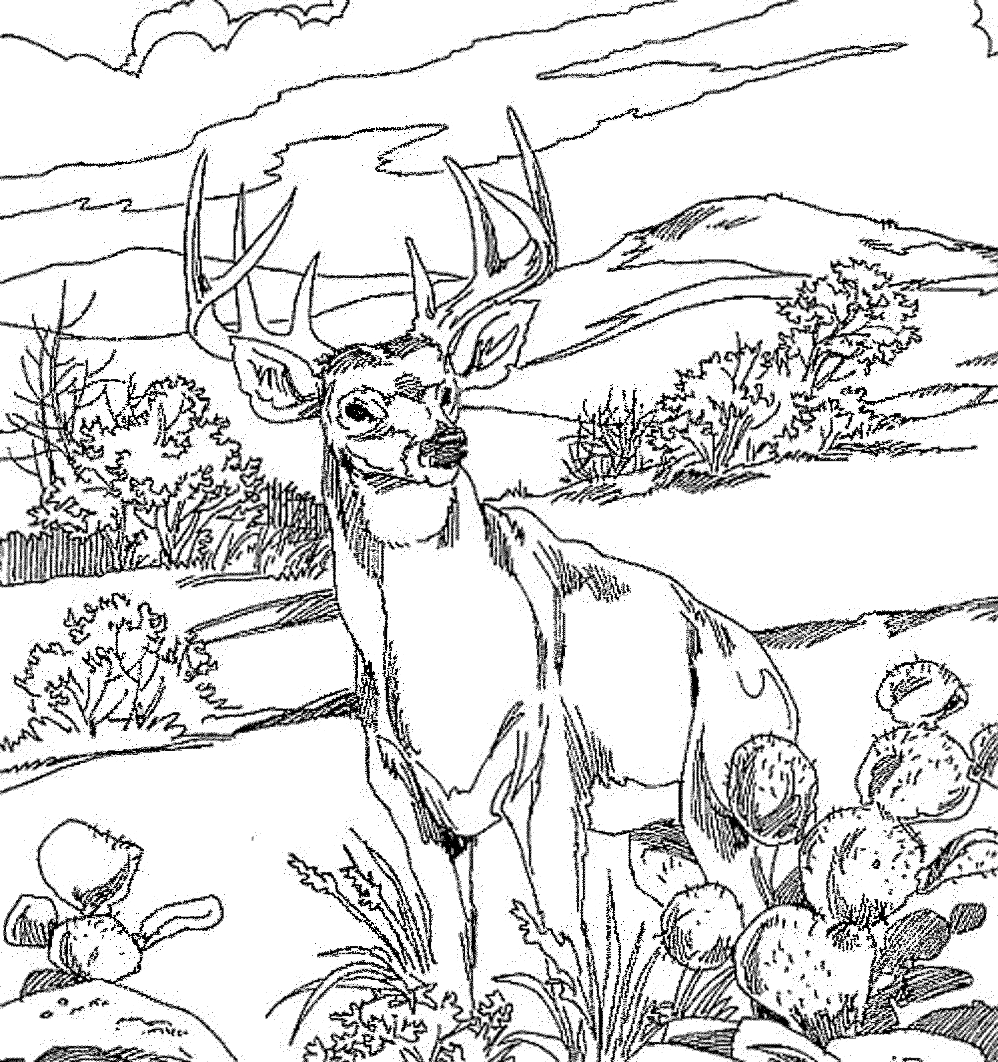 Coloring page: Forest (Nature) #157212 - Free Printable Coloring Pages