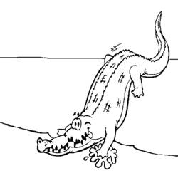 Coloring page: Alligator (Animals) #387 - Free Printable Coloring Pages