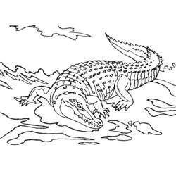Coloring page: Alligator (Animals) #411 - Free Printable Coloring Pages