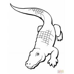 Coloring page: Alligator (Animals) #414 - Free Printable Coloring Pages