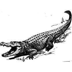 Coloring page: Alligator (Animals) #456 - Free Printable Coloring Pages