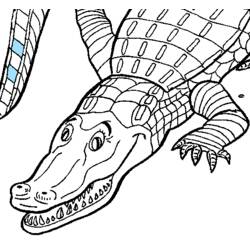 Coloring page: Alligator (Animals) #474 - Free Printable Coloring Pages