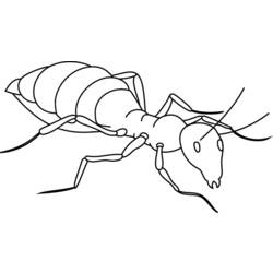 Coloring page: Ant (Animals) #6918 - Free Printable Coloring Pages
