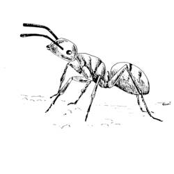 Coloring page: Ant (Animals) #6963 - Free Printable Coloring Pages