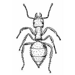 Coloring page: Ant (Animals) #7013 - Free Printable Coloring Pages