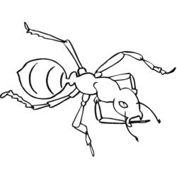 Coloring page: Ant (Animals) #7019 - Free Printable Coloring Pages