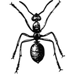 Coloring page: Ant (Animals) #7043 - Free Printable Coloring Pages
