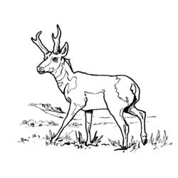 Coloring page: Antelope (Animals) #22588 - Free Printable Coloring Pages