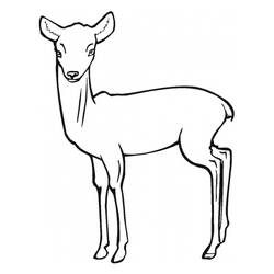 Coloring page: Antelope (Animals) #22595 - Free Printable Coloring Pages