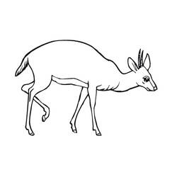 Coloring page: Antelope (Animals) #22600 - Free Printable Coloring Pages