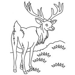Coloring page: Antelope (Animals) #22603 - Free Printable Coloring Pages