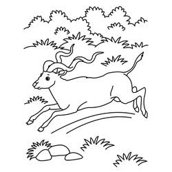 Coloring page: Antelope (Animals) #22607 - Free Printable Coloring Pages