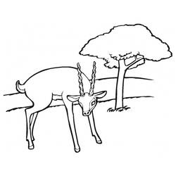 Coloring page: Antelope (Animals) #22611 - Free Printable Coloring Pages