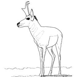 Coloring page: Antelope (Animals) #22621 - Free Printable Coloring Pages