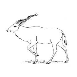 Coloring page: Antelope (Animals) #22623 - Free Printable Coloring Pages