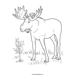 Coloring page: Antelope (Animals) #22644 - Free Printable Coloring Pages