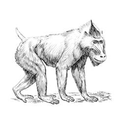Coloring page: Baboon (Animals) #794 - Free Printable Coloring Pages