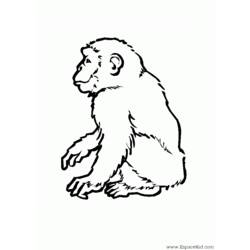 Coloring page: Baboon (Animals) #800 - Free Printable Coloring Pages