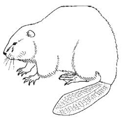 Coloring page: Beaver (Animals) #1586 - Free Printable Coloring Pages