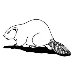 Coloring page: Beaver (Animals) #1596 - Free Printable Coloring Pages