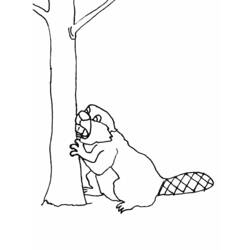 Coloring page: Beaver (Animals) #1622 - Free Printable Coloring Pages