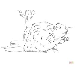 Coloring page: Beaver (Animals) #1633 - Free Printable Coloring Pages